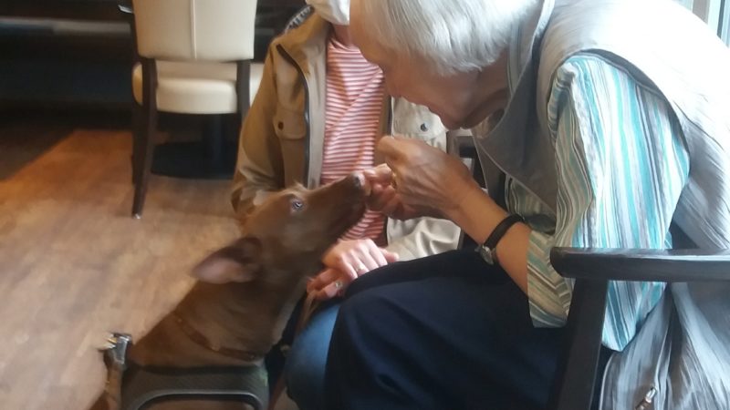 Hund Nelli’s Besuchspremiere im Landhaus (19. November 2020)
