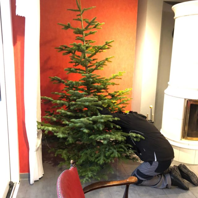 Der Weihnachtsbaum wird im Roten Salon, Landhaus aufgestellt (7. Dezember 2020)