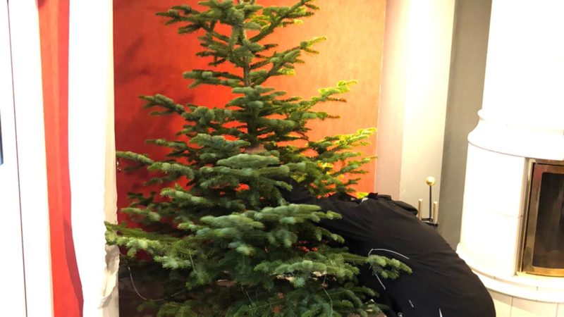 Der Weihnachtsbaum wird im Roten Salon, Landhaus aufgestellt (7. Dezember 2020)